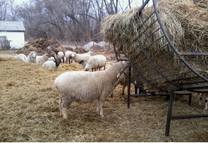 Round Bale Feeders for Sheep