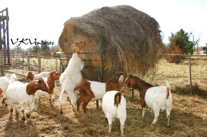 Round Bale Feeder for Goats and Sheep