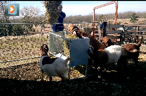 Using Feeders for Goats and Sheep