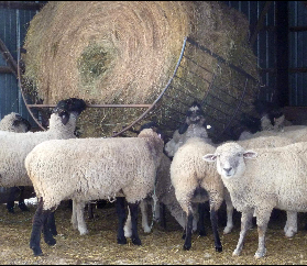 Round Bale Feeders for Sheep and Goats