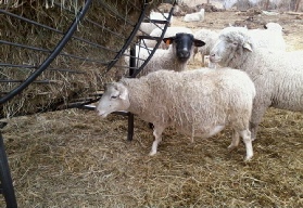 Round Bale Feeders for Sheep and Goats